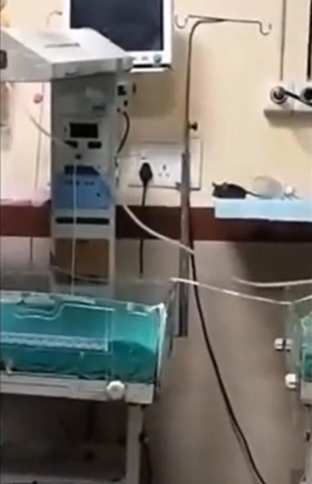 Hastanede korkunç olay! Farelerin bastığı yenidoğan ünitesindeki iki bebek hayatını kaybetti 1