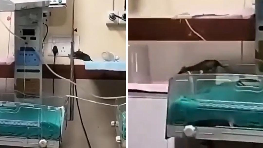 Hastanede korkunç olay! Farelerin bastığı yenidoğan ünitesindeki iki bebek hayatını kaybetti 2