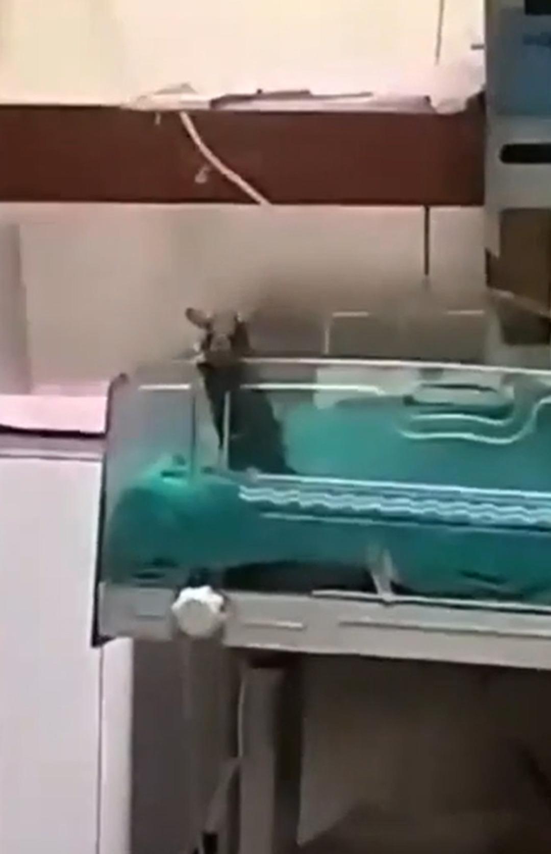 Hastanede korkunç olay! Farelerin bastığı yenidoğan ünitesindeki iki bebek hayatını kaybetti 3