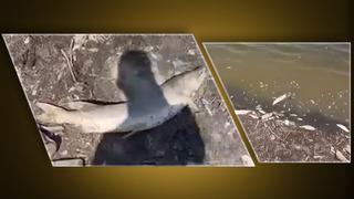 Bursa'da acı tablo: Sular çekildi, yüzlerce balık kıyıya vurdu!