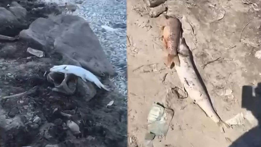 Bursa da acı tablo: Sular çekildi, yüzlerce balık kıyıya vurdu! 1