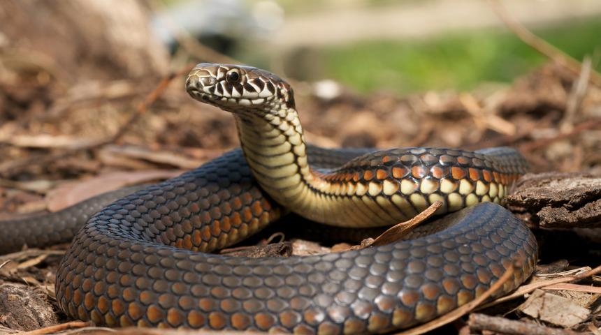 Yılanlar neden deri değiştirir?