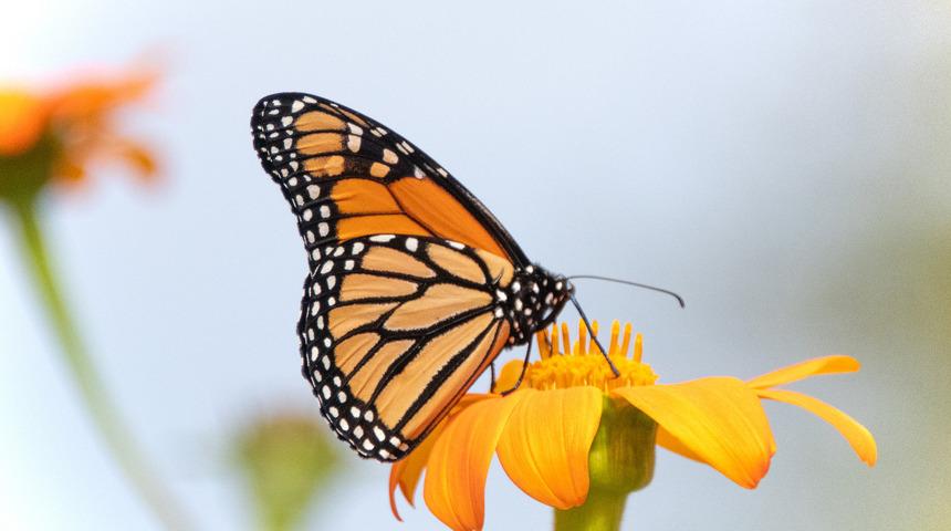 Kelebeklerin kanatlarında neden toz vardır?