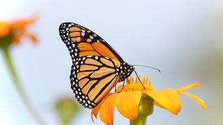 Kelebeklerin kanatlarında neden toz vardır?