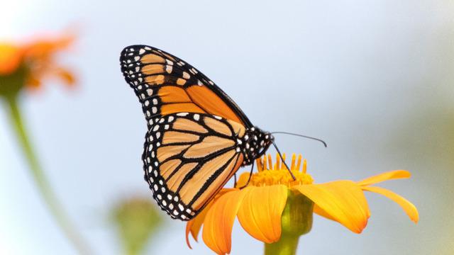 Kelebeklerin kanatlarında neden toz vardır?