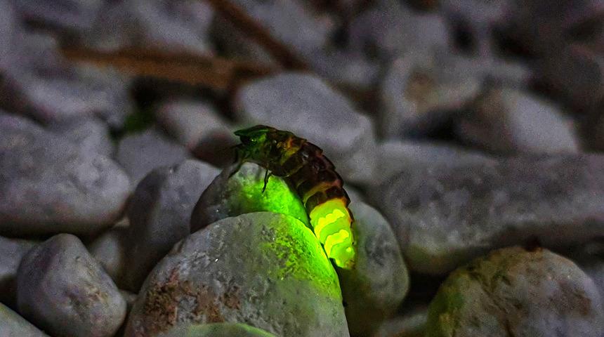 Ateş böcekleri nasıl ışık saçar?