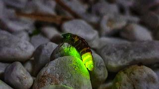 Ateş böcekleri nasıl ışık saçar?