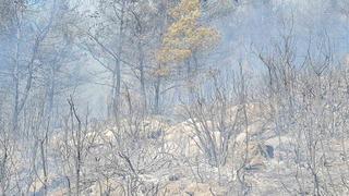 Bodrum'da orman yangını! Ekiplerden yoğun müdahale