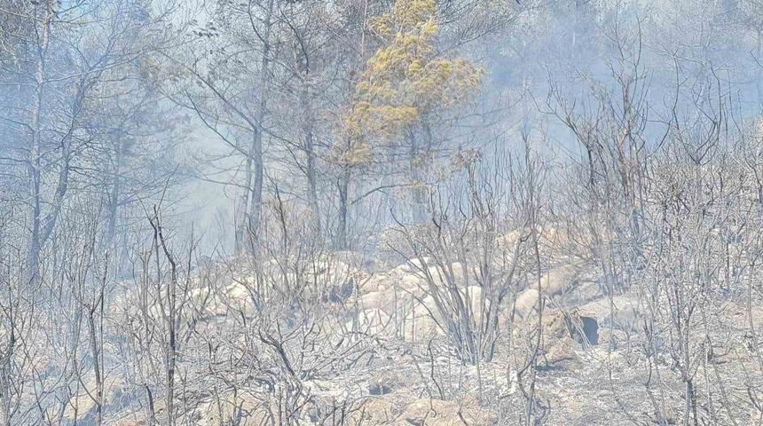 Bodrum'da orman yangını! Ekiplerden yoğun müdahale