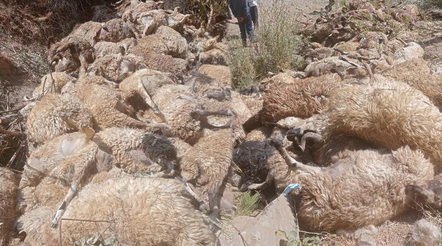 Biri düştü, diğerleri peşinden gitti: Van'da 334 koyun uçurumdan düşerek telef oldu!