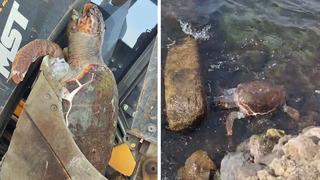 Çanakkale'de sahile ölü caretta caretta vurdu