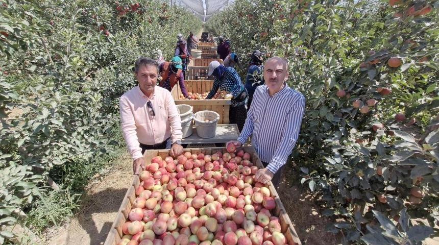 Zirai donun vurduğu Karaman'da elma hasadı buruk başladı