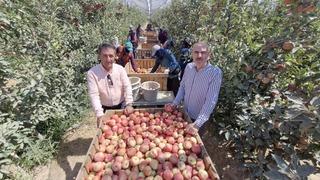 Zirai donun vurduğu Karaman'da elma hasadı buruk başladı