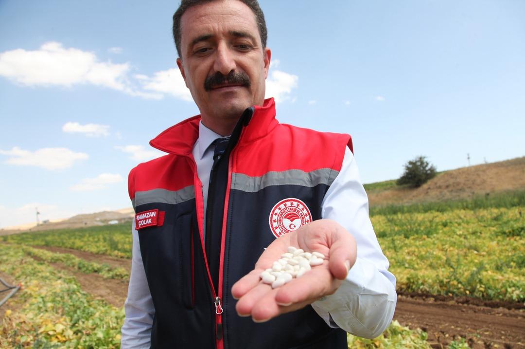  Geçen yıla oranla bu sene daha iyi  110 bin dekar alanda yapıldı... 4