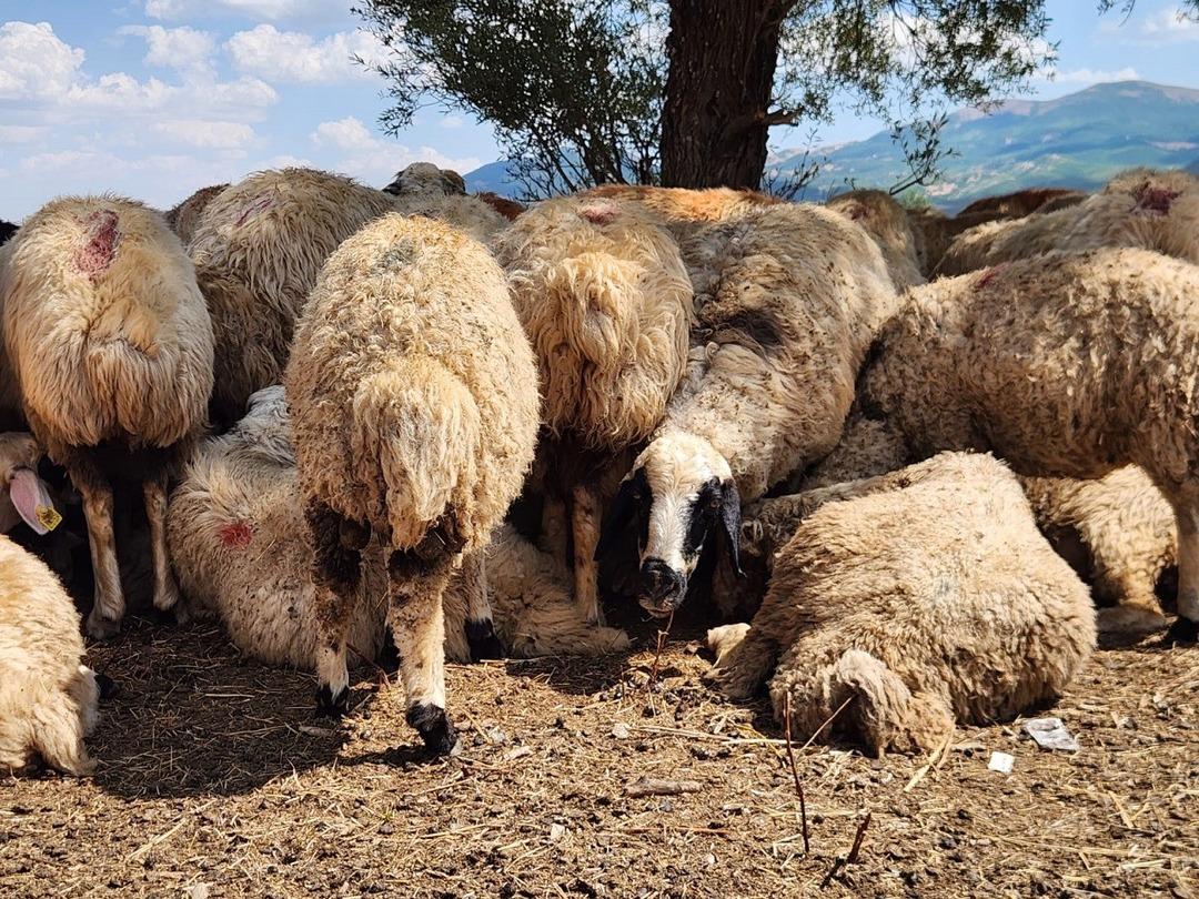 Maaşı 130 bin TL ye çıktı, yine de bulamıyorlar!  Böyle giderse bitecek  3