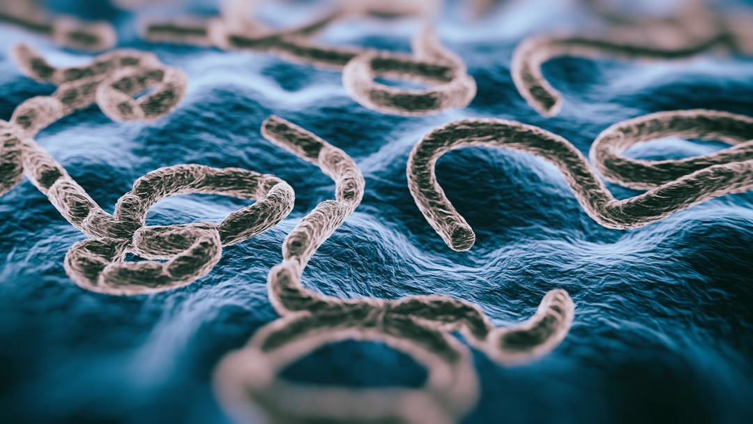 Ölüm oranı dehşete düşürdü! İki ülke daha kırmızı alarm verdi: Ebola can almaya devam ediyor; virüs böyle dolaşıyor 3