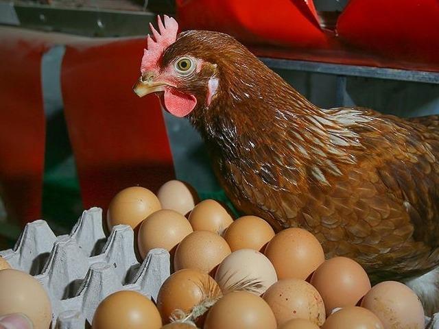 Türkiye'nin ABD'ye yumurta ihracatı, kuş gribinin etkisiyle yüzde 406 arttı