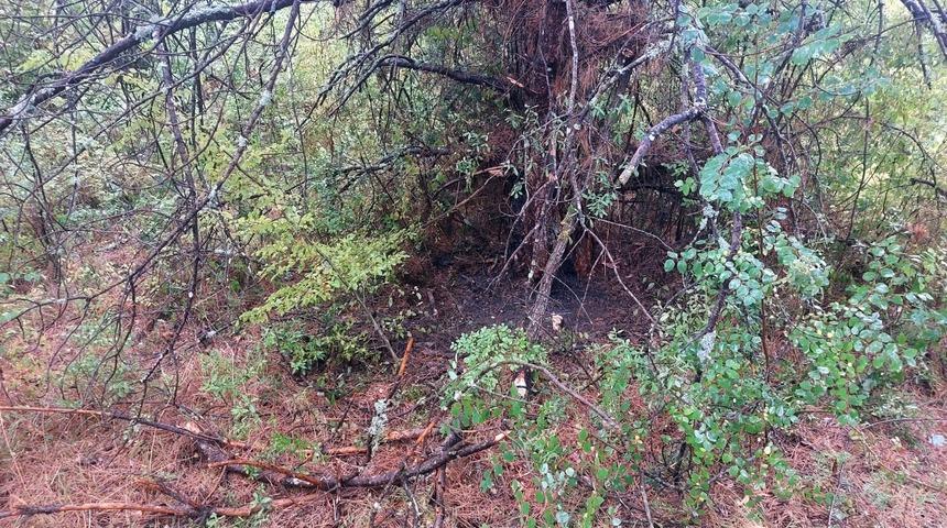 Bartın'da 1 saatte 4 ağaca yıldırım düştü