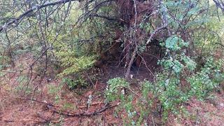 Bartın'da 1 saatte 4 ağaca yıldırım düştü