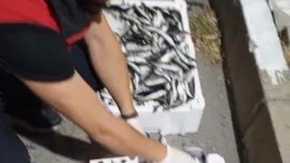 Kilolarca balığa el konuldu