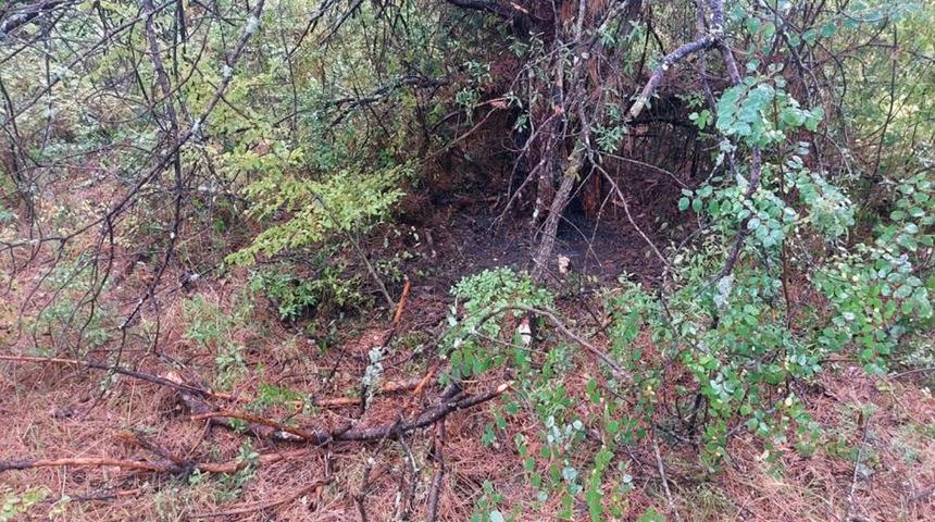 Bartın'da 1 saatte 4 ağaca yıldırım düştü