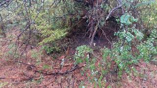 Bartın'da 1 saatte 4 ağaca yıldırım düştü