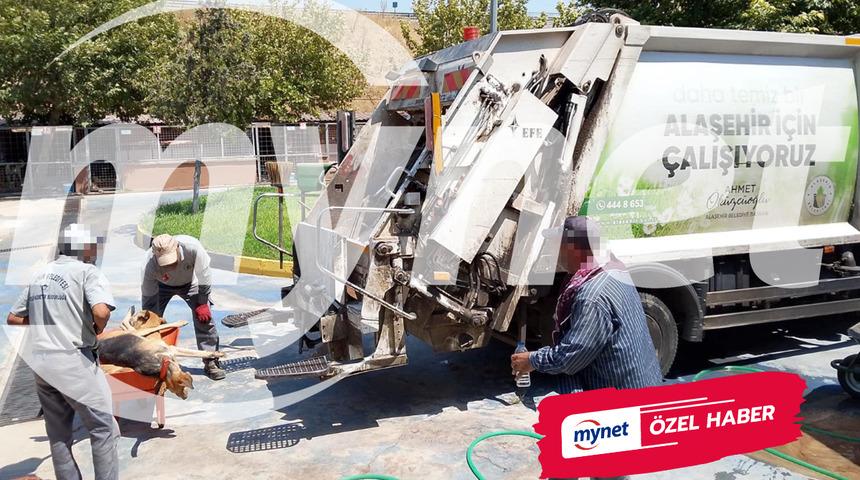 Alaşehir'de 'hayvan barınağı' skandalı: Köpekleri öldürüp, çöp arabasına attılar... Görüntüler olay yarattı