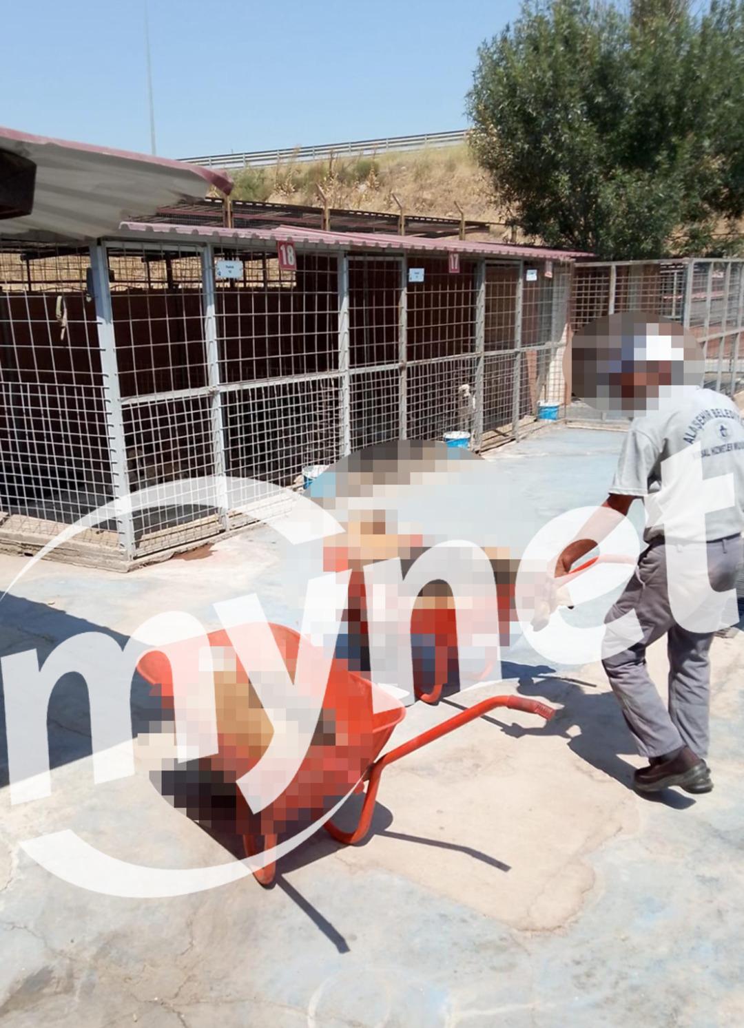 Alaşehir de hayvan barınağı skandalı: Köpekleri öldürüp, çöp arabasına attılar... Görüntüler olay yarattı 1