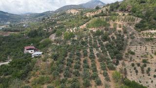 Kilosu 200 TL! 'İşçi bulmakta zorlanıyoruz' 5 ton bekliyorlar