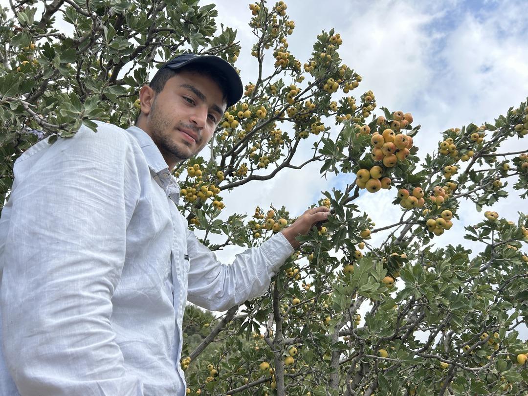 Kilosu 200 TL!  İşçi bulmakta zorlanıyoruz  5 ton bekliyorlar 1