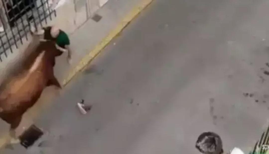 Korkunç olay! Boğa 57 yaşındaki adamı boynuzlayarak öldürdü 1