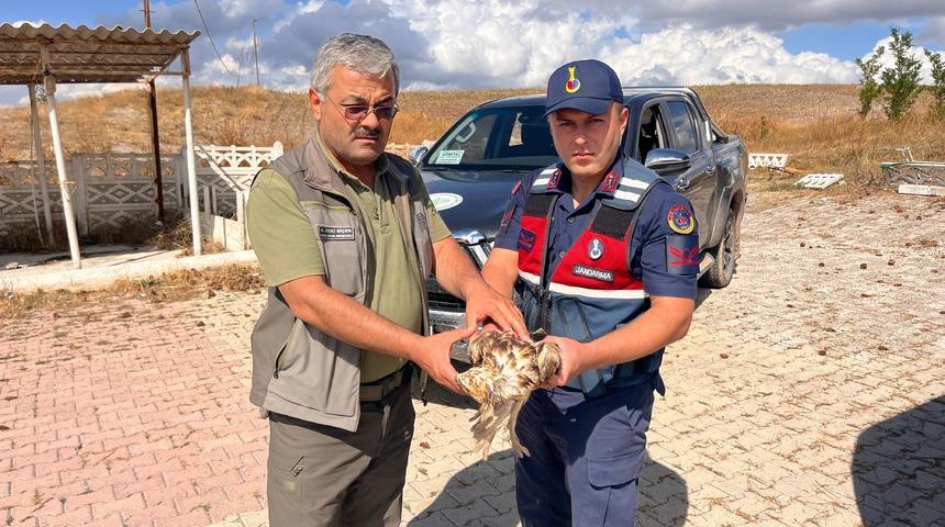 Jandarma'nın dikkati yardıma muhtaç olan şahini kurtardı