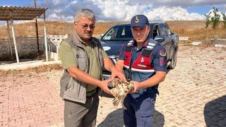 Jandarma'nın dikkati yardıma muhtaç olan şahini kurtardı