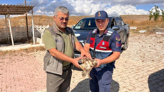 Jandarma'nın dikkati yardıma muhtaç olan şahini kurtardı