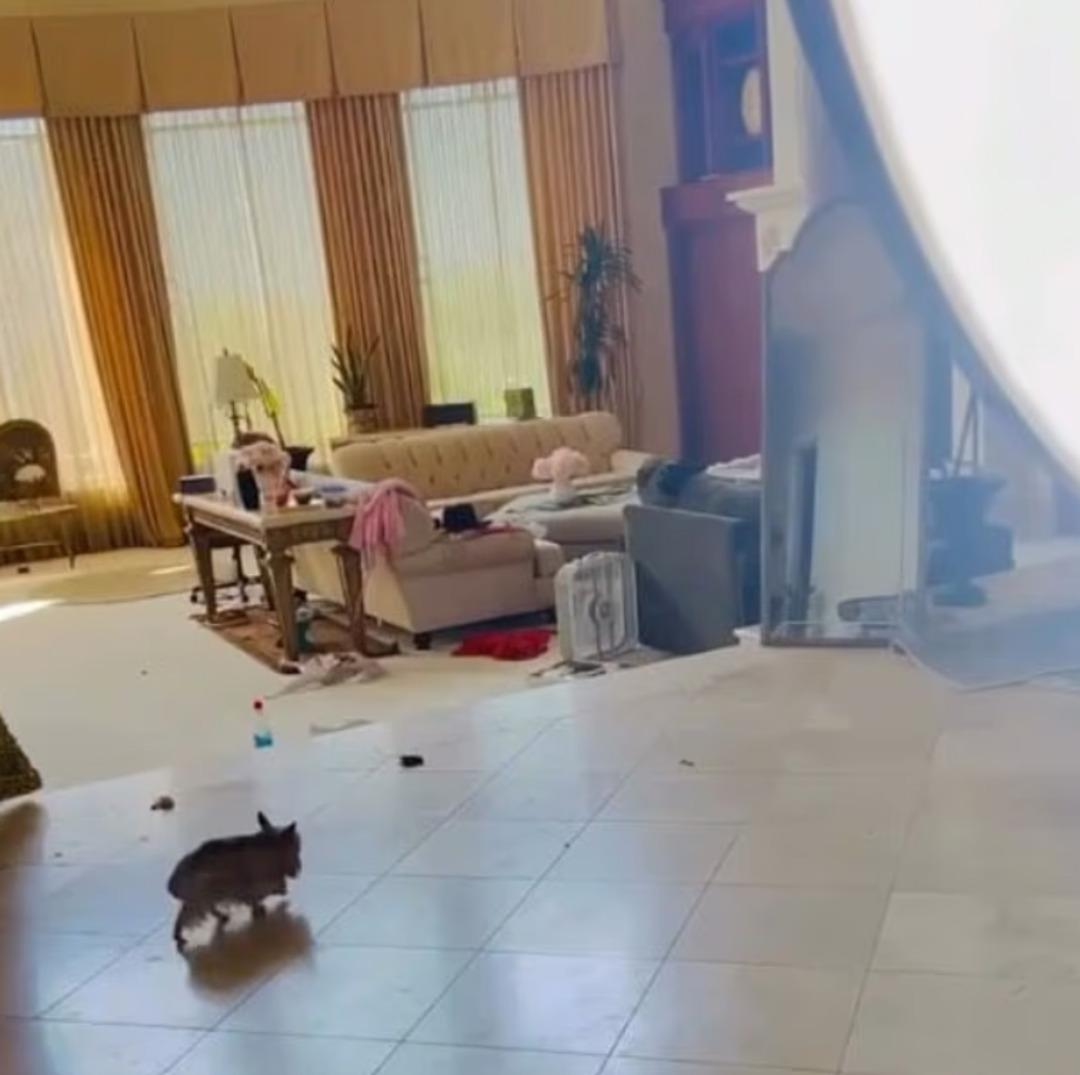 Britney Spears ın evinin hali yakınlarını tedirgin ediyor! Köpek pislikleri ve... 2