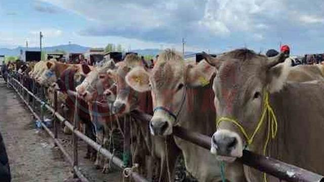 Şap aşılaması yüzde 85'i geçen 6 ilde daha hayvan pazarları açıldı! Bakan Yumaklı: Kısa zaman içerisinde 81 ilimizdeki hayvan pazarlarını açmış olacağız