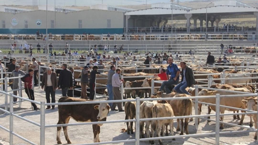 Şap aşılaması yüzde 85 i geçen 6 ilde daha hayvan pazarları açıldı! Bakan Yumaklı: "Kısa zaman içerisinde 81 ilimizdeki hayvan pazarlarını açmış olacağız" 1