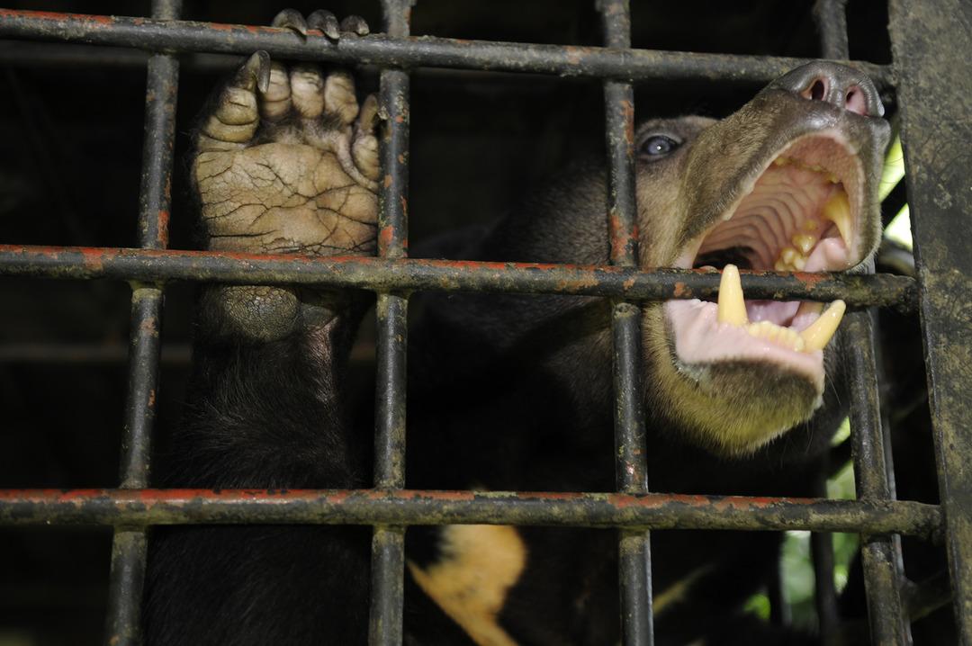 Korku filmi gibi olay! Ayı kafesine attı, hiç acımadan bıçakladı!  2