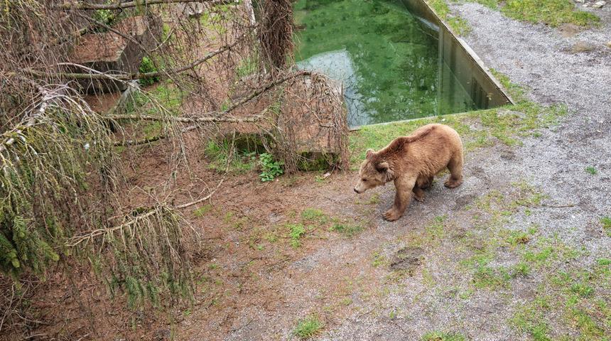 Korku filmi gibi olay! Ayı kafesine attı, hiç acımadan bıçakladı! 