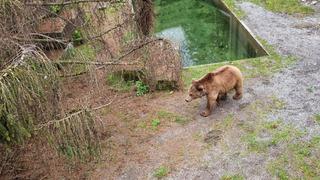 Korku filmi gibi olay! Ayı kafesine attı, hiç acımadan bıçakladı! 