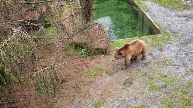 Korku filmi gibi olay! Ayı kafesine attı, hiç acımadan bıçakladı! 