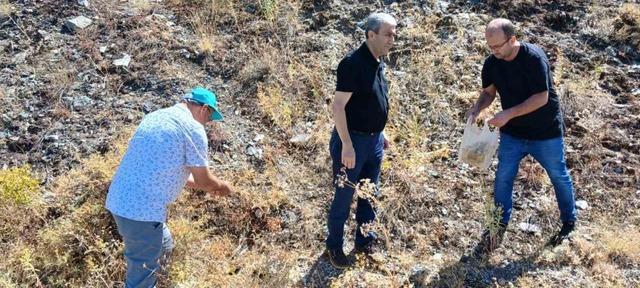 Elazığ’da maden çayı tohumu toplama çalışması 3
