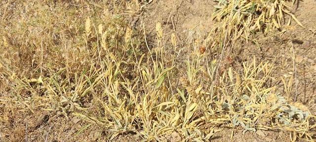 Elazığ’da maden çayı tohumu toplama çalışması 2