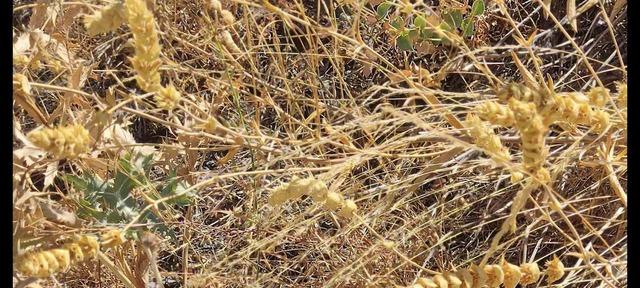 Elazığ’da maden çayı tohumu toplama çalışması 1