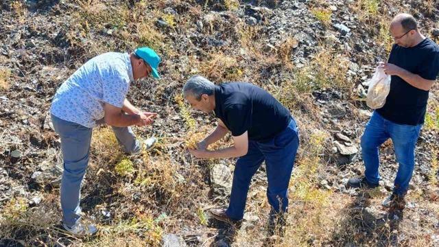 Elazığ’da maden çayı tohumu toplama çalışması
