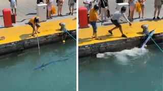 Bu kadarına da pes! Nesli tehlike altındaki balığı limanda zıpkınla vurdular