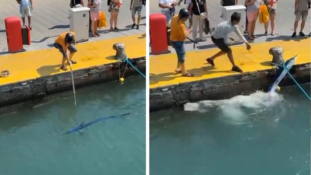 Bu kadarına da pes! Nesli tehlike altındaki balığı limanda zıpkınla vurdular