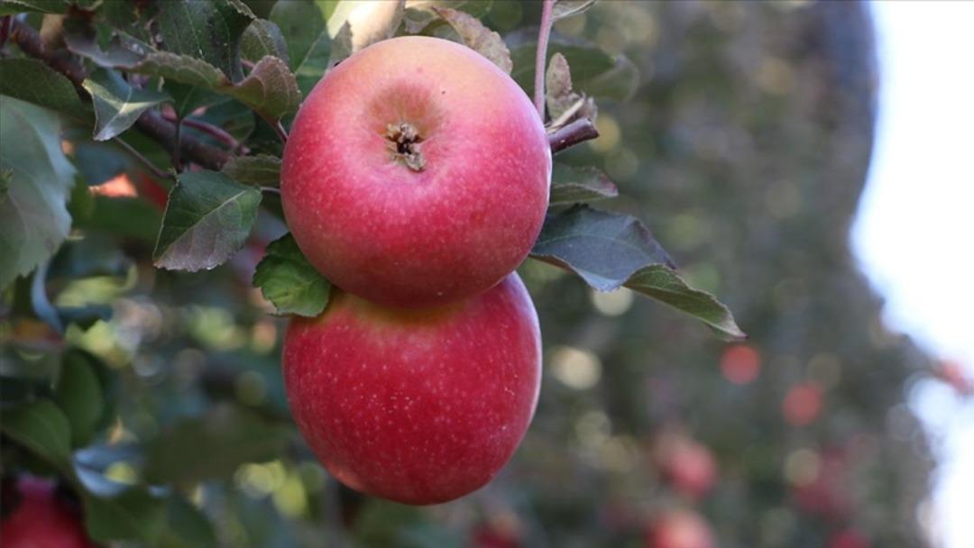 Bakanlık harekete geçti! Limon ve elma fiyatları için hamle 3