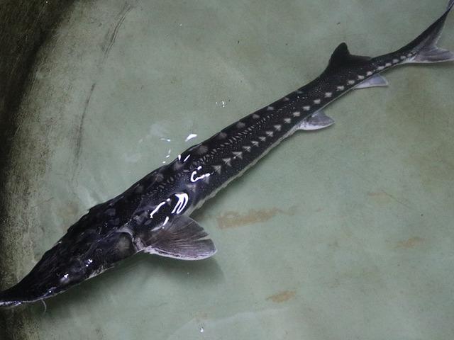 Kilosu 1000 avroluk havyar Türkiye’de sadece o şehirde üretilecek: Dünyaya satılacak!