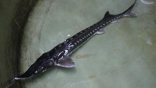 Kilosu 1000 avroluk havyar Türkiye’de sadece o şehirde üretilecek: Dünyaya satılacak!